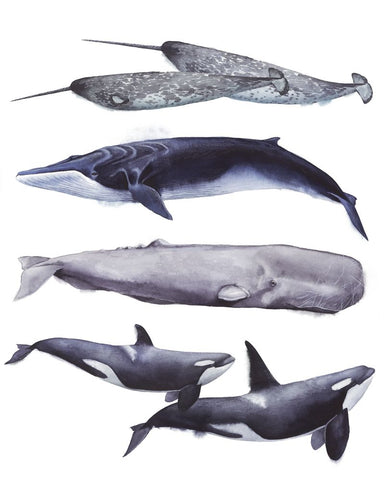 Whale Stack II - Wall Art - By Grace Popp- Gallery Art Company