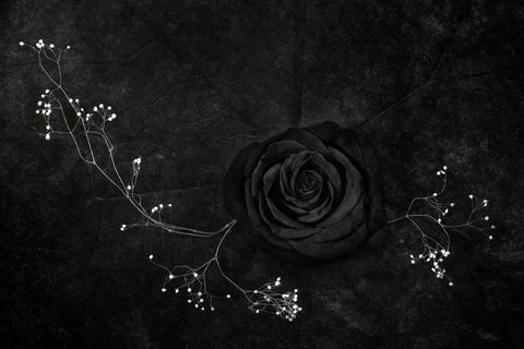 Rose noire - Wall Art - By Stephen Clough- Gallery Art Company