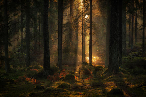 The light in the forest - Wall Art - By Allan Wallberg- Gallery Art Company