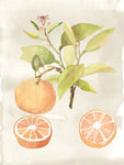 Oranges Watercolor Fruit V - Wall Art - Wall Art - By Naomi McCavitt- Gallery Art Company