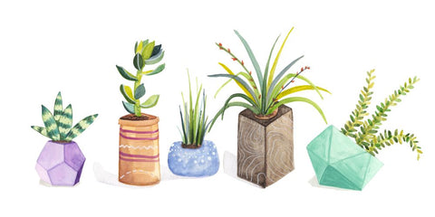 Succulent Display I - Wall Art - By Rebekah Ewer- Gallery Art Company