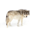 Timber wolf walking through the snow - Wall Art - By Jim Cumming- Gallery Art Company