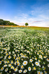 Daisyfield in Sweden - Wall Art - By Christian Lindsten- Gallery Art Company