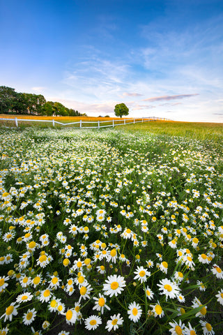 Daisyfield in Sweden - Wall Art - By Christian Lindsten- Gallery Art Company