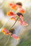 Helenium* - Wall Art - By Mandy Disher- Gallery Art Company