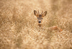 Deer in the field - Wall Art - By Allan Wallberg- Gallery Art Company