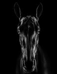 The Horse in Noir - Wall Art - By Jackson Carvalho- Gallery Art Company