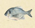 Catch of the Day I - Wall Art - By Emma Scarvey- Gallery Art Company