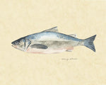 Catch of the Day IV - Wall Art - By Emma Scarvey- Gallery Art Company