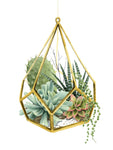 Wild Terrarium II - Wall Art - By Grace Popp- Gallery Art Company