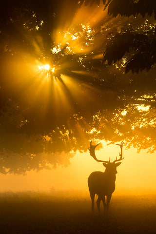 Mist on tree can't stop sunshine - Wall Art - By Kutub Uddin- Gallery Art Company