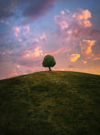 Tree on hill during sunset - Wall Art - By Christian Lindsten- Gallery Art Company