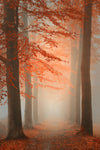 Autumn Dream - Wall Art - By Saskia Dingemans- Gallery Art Company