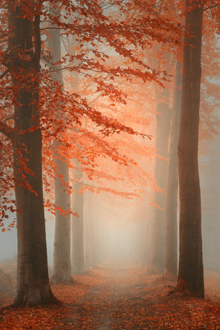 Autumn Dream - Wall Art - By Saskia Dingemans- Gallery Art Company