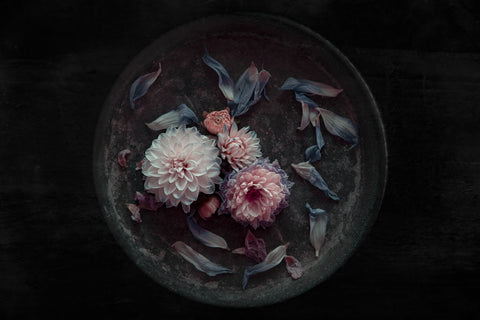 Dahlia on their last - Wall Art - By Inge Schuster- Gallery Art Company