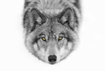 Yellow eyes - Timber Wolf - Wall Art - By Jim Cumming- Gallery Art Company