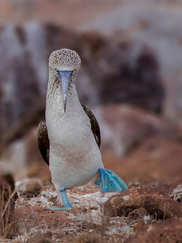 Blue-footed Booby - Wall Art - By Siyu and Wei- Gallery Art Company