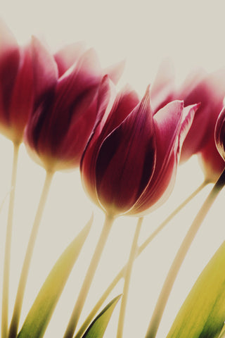 tulips - Wall Art - By Rosalinde Philippin-Lipscomb- Gallery Art Company