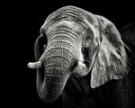 African Elephant - Wall Art - By Christian Meermann- Gallery Art Company