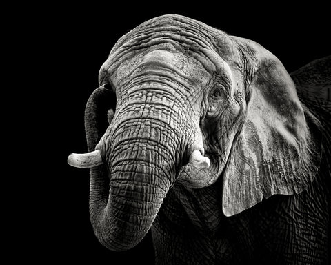 African Elephant - Wall Art - By Christian Meermann- Gallery Art Company