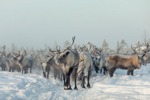 Reindeers - Wall Art - By Patrik Minar- Gallery Art Company