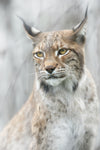 Lynx portrait in the fog - Wall Art - By Santiago Pascual Buye- Gallery Art Company