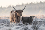 Highlander and Calf - Wall Art - By Jaap van den- Gallery Art Company