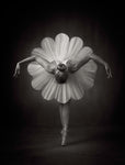 Floral Ballet - Wall Art - By Catchlight Studio- Gallery Art Company