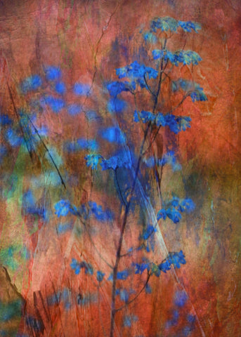 Colors Dance on Flowers - Wall Art - By Delphine Devos- Gallery Art Company