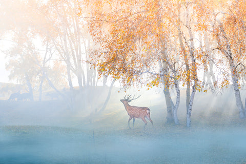 Elk Lost in Mist - Wall Art - By Simoon- Gallery Art Company