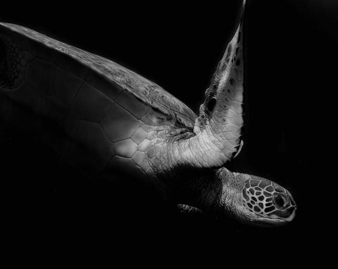 Portrait of a sea turtle in black and white (II) - Wall Art - By Robin Wechsler- Gallery Art Company