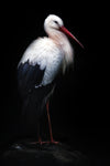 White stork portrait - Wall Art - By Santiago Pascual Buye- Gallery Art Company