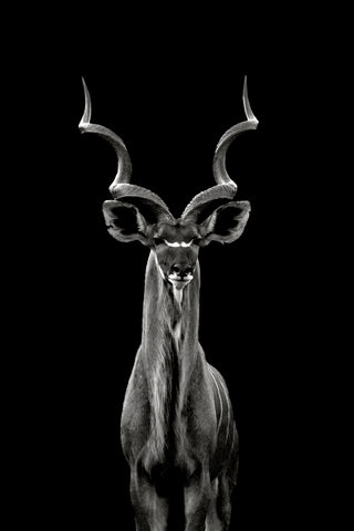 Greater Kudu - Wall Art - By Hannes Bertsch- Gallery Art Company