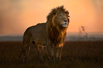 The King in the morning light - Wall Art - By Xavier Ortega- Gallery Art Company