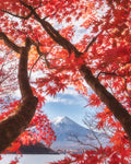 Mt.fuji is in the autumn leaves - Wall Art - By Makiko Samejima- Gallery Art Company