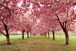 Hall of Cherries - Wall Art - By Katherine Gendreau- Gallery Art Company