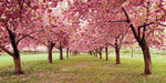 Hall of Cherries - Wall Art - By Katherine Gendreau- Gallery Art Company