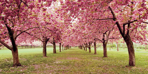 Hall of Cherries - Wall Art - By Katherine Gendreau- Gallery Art Company