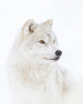 Portrait of an Arctic Wolf - Wall Art - By Jim Cumming- Gallery Art Company