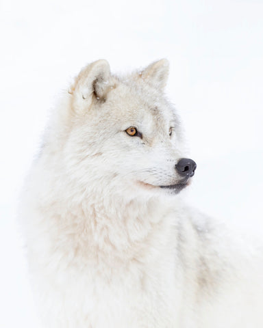 Portrait of an Arctic Wolf - Wall Art - By Jim Cumming- Gallery Art Company