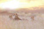 Cheetah Family - Wall Art - By Ozkan Ozmen /- Gallery Art Company