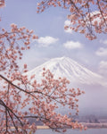 Mt.Fuji in the cherry blossoms - Wall Art - By Makiko Samejima- Gallery Art Company