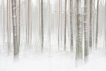 Winterforest in Sweden - Wall Art - By Christian Lindsten- Gallery Art Company