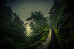 Levada Walk - Wall Art - By Roland Weber- Gallery Art Company