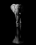 Elephant - Wall Art - By Jie Fischer- Gallery Art Company