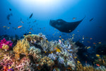 Manta reef on the reef - Wall Art - By Barathieu Gabriel- Gallery Art Company