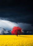 Red tree - Wall Art - By Bess Hamiti- Gallery Art Company