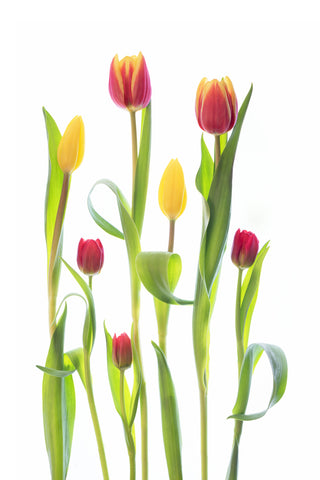 Tulips - Wall Art - By Sharon Williams- Gallery Art Company