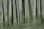Trees in motion - Wall Art - By Nel Talen- Gallery Art Company