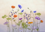 Poppy a Anemone - Wall Art - By Catherine W.- Gallery Art Company